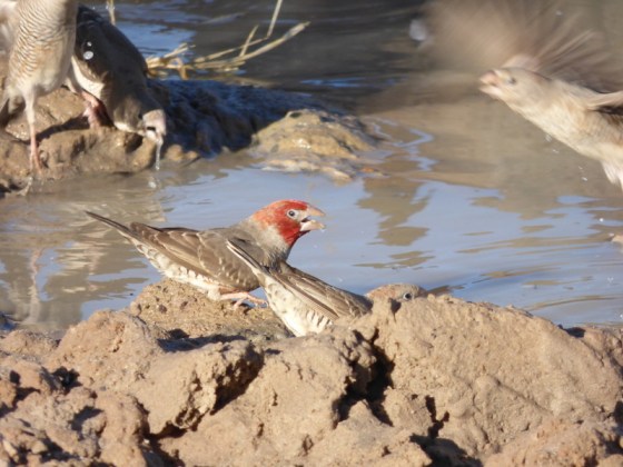 Red-headed finches