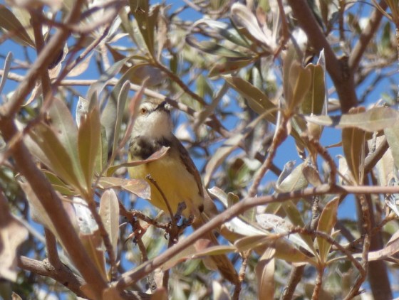 Black-chested prinia