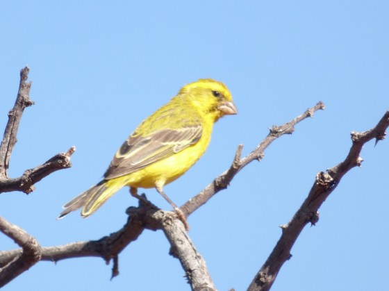 Yellow Canary
