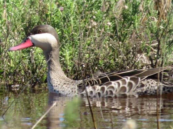 Red-billed teal joined in the fun