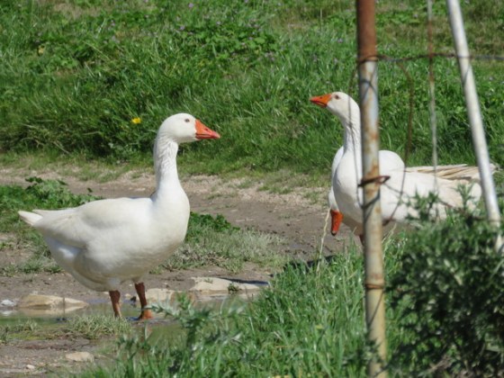 With farm geese in front