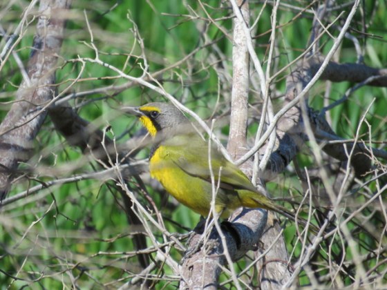 Bokmakierie captured our attention