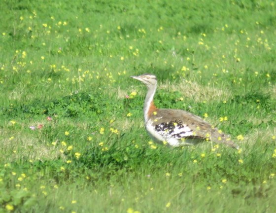 This Denham's bustard was one of the highlights