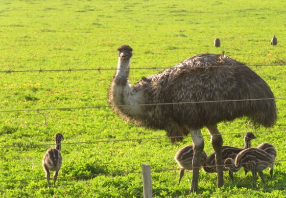 We passed a farm that had emus!