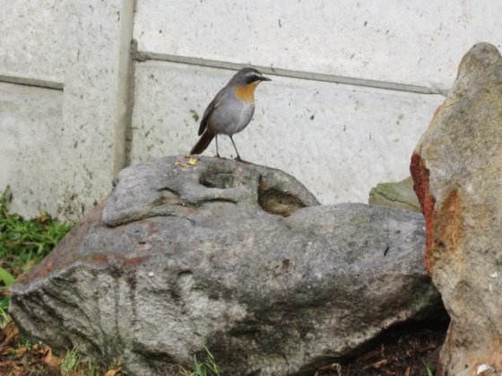 Robin loves the rockery