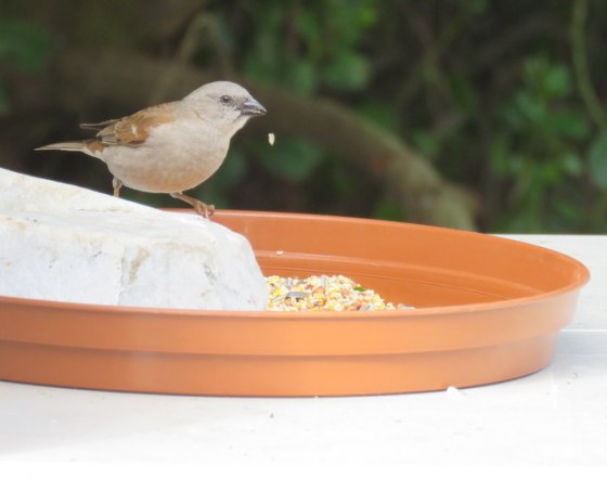 Grey-headed sparrow perching on a the stone in the bird feeder