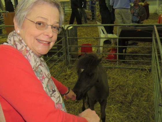 An adorable miniature horse with an old granny going gaga over it