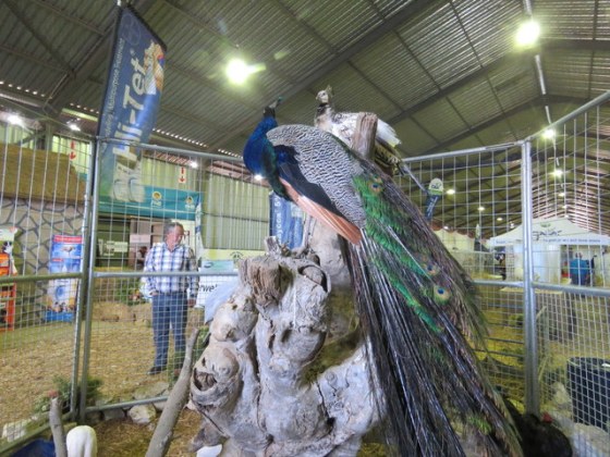 Couldn't resist a piccie of the peacocks