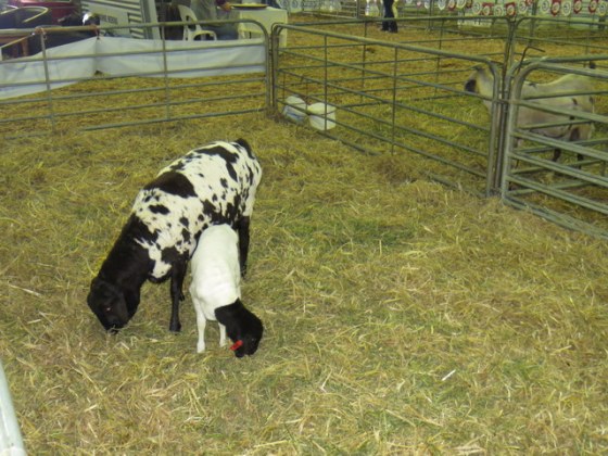 Can't remember what these are called