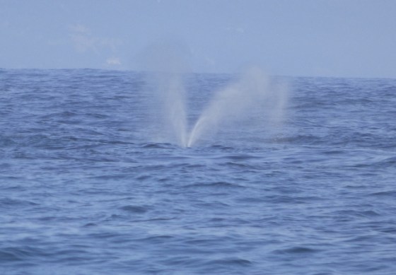 The Southern Right Whale blowing a V shape