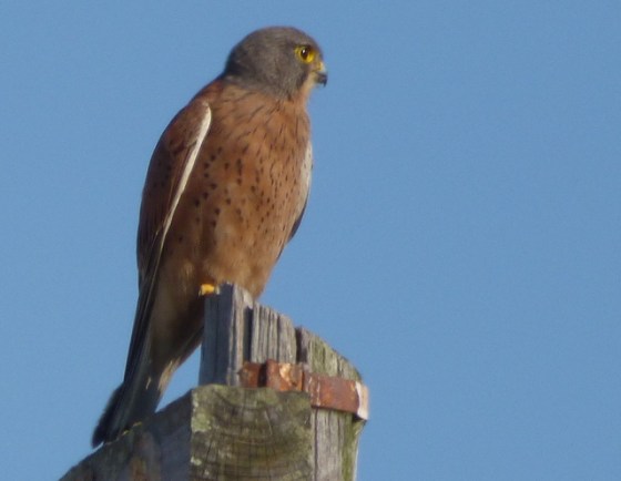 Earl found this rock kestrel