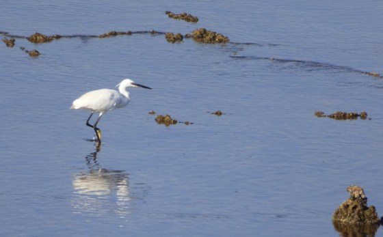 Little Egret