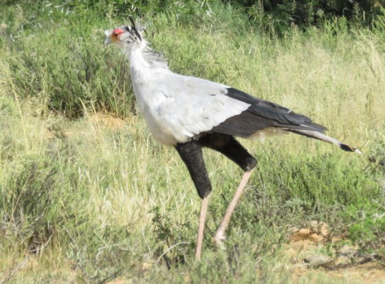 We saw a secretary bird just like this but didn't get the photo! This is from a previous occasion