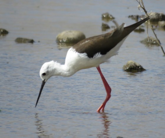 Black-winged stilt