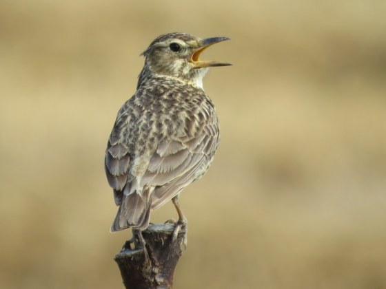 Agulhas Lark sang beautifully