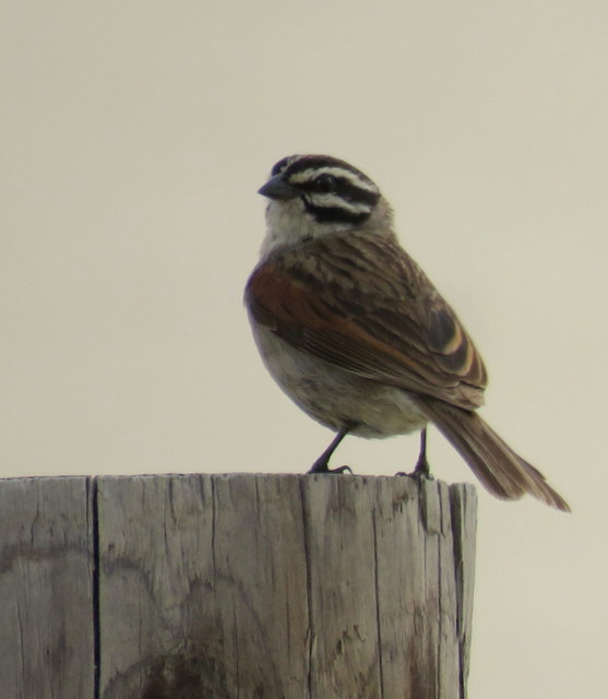 A Cape Bunting
