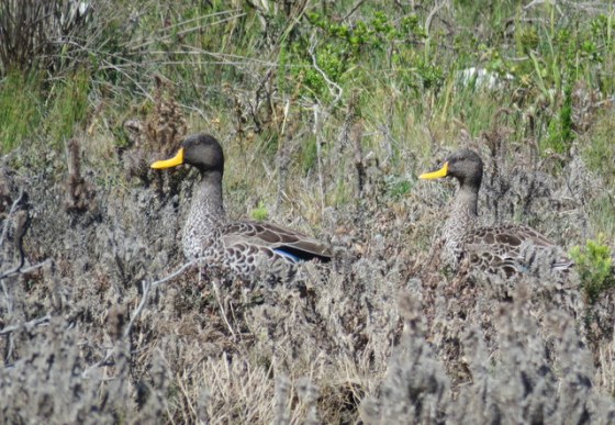 yellow-billed ducks trying to hide from us