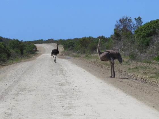 Come and help me with this lot, please Dad!