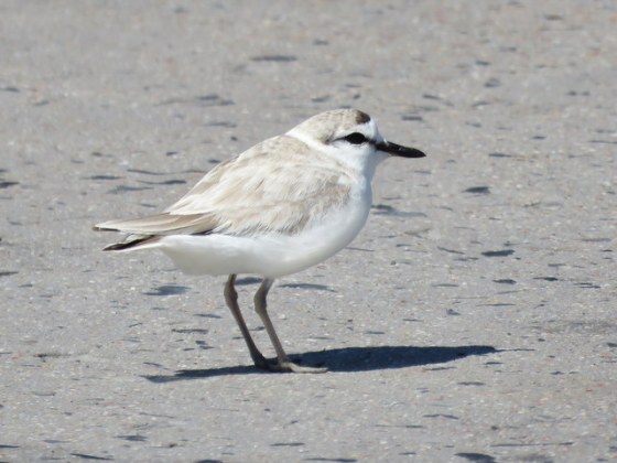 I find a white-fronted plover scampering about on the harbour wall