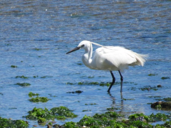 A little egret find sea fishing productive
