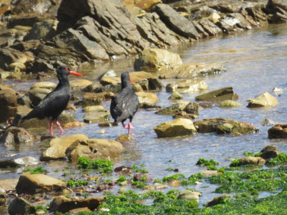 Two gorgeous oyster catchers