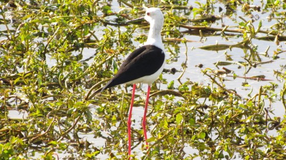 Black winged stilt