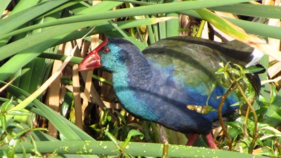 Purple Swamphen
