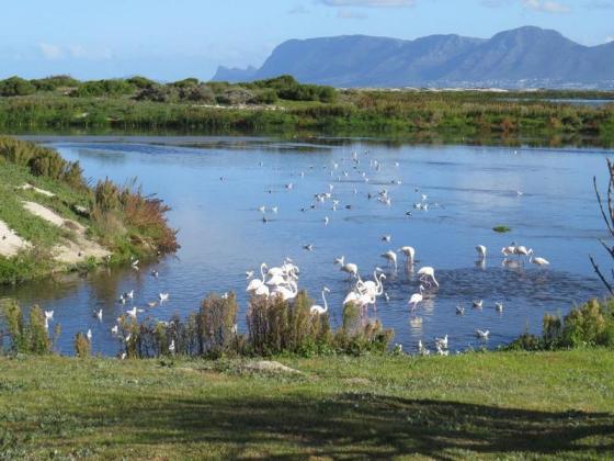 Strandfontein 009 Flamingo mix