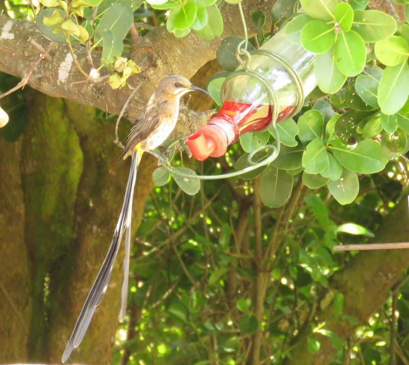 001 Mr Sugarbird at feeder