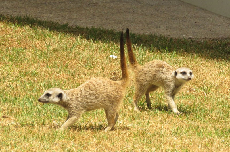 002 Meerkats