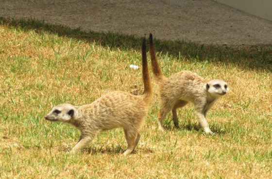 002 Meerkats