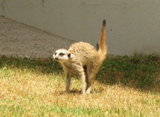 005 Meerkat.JPG