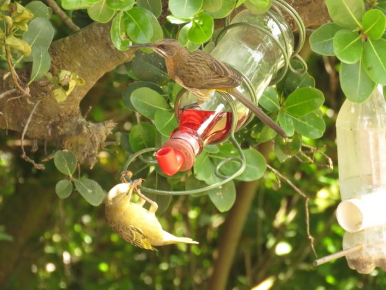 008 Sugarbird and weaver conflict (2)