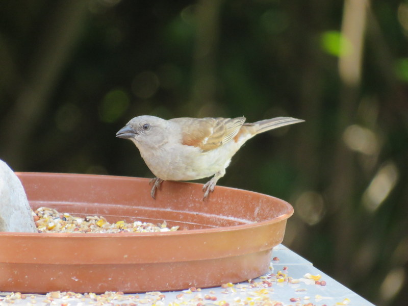 014 Grey-headed sparrow