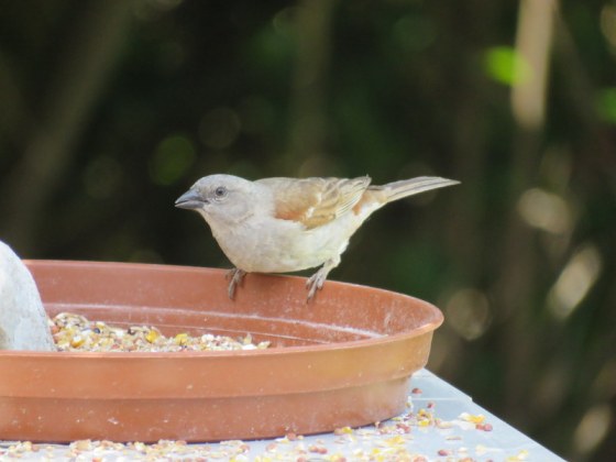 014 Grey-headed sparrow
