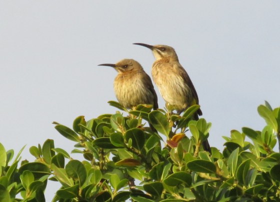 018 Sugarbirds in tree