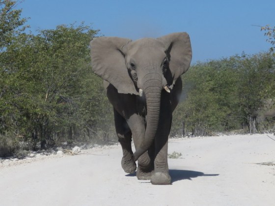 009-charging-elephant-namutoni-etosha