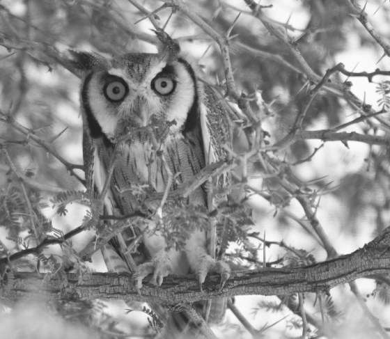 008 White-face scops owl Earl (4)