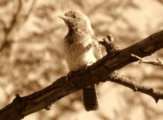 Sepia wryneck best 2