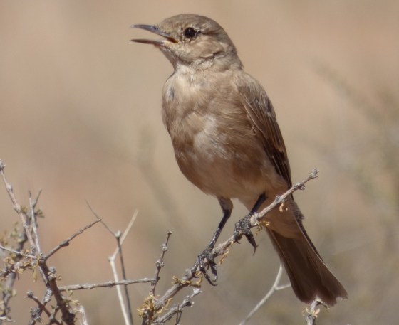 006 Familiar Chat 4 Helen