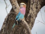 010 Lilac-breasted Roller