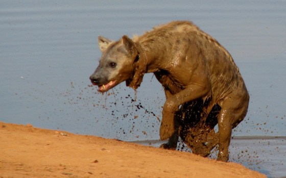 hyena emerging from dam