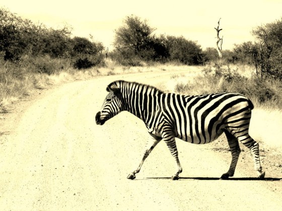 IMG_5889 Zebra crossing