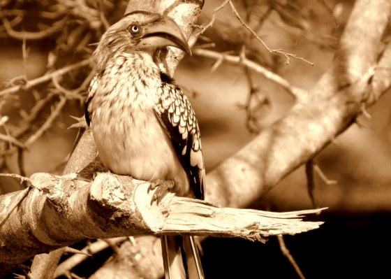 IMG_6385 yellowbilled hornbill