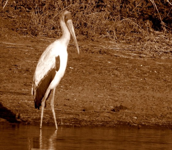 IMG_6875 yellow-billed stork