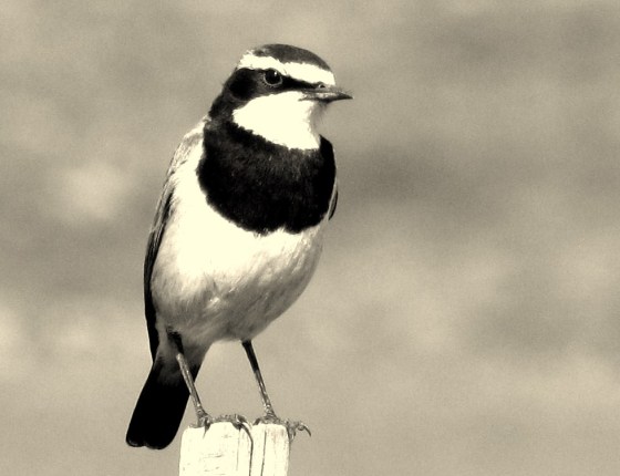 Wheatear-Capped