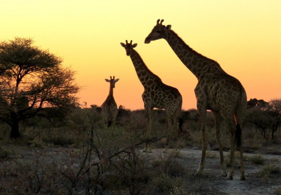 001 Giraffe in the sunrise Namutoni Etosha