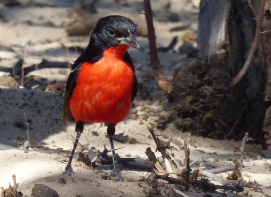 069 Crimson-breasted shrike Helen 2015-03-19 09-45-06 AM 1532x1118.JPG