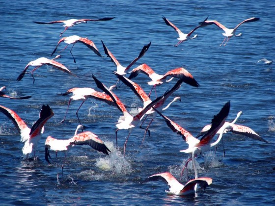 2008-11-20 Flamingos Helen(3)a