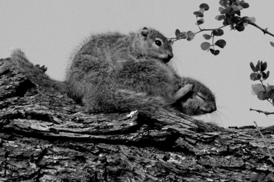2010-10-09 012 Mating Squirrel Scrath Helen